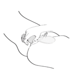 vibrator – ergonomisch ontwerp – SANYA paars Shunga - Afbeelding 6